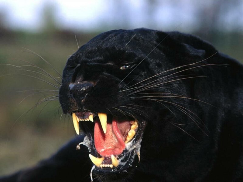 Blackpanther - 26.jpg